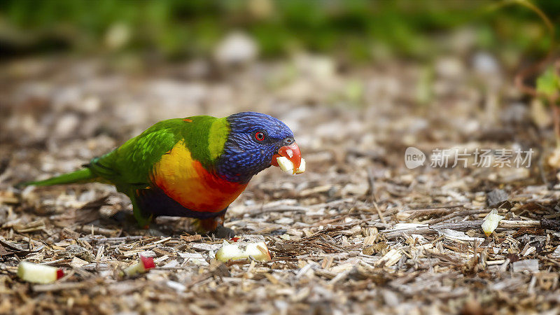 饥饿彩虹鹦鹉(Trichoglossus moluccanus)